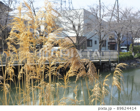 新川千本桜　江戸川区新川 89624414