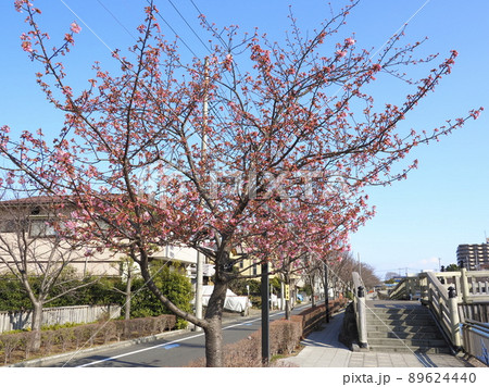 新川千本桜　江戸川区新川 89624440