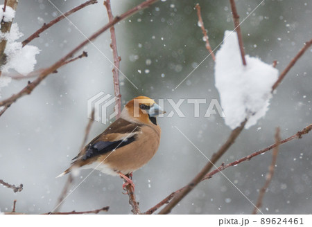 Hawfinch (Coccothraustes coccothraustes) close-up 89624461
