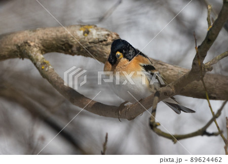 Brambling (Fringilla montifringilla) on branch Brambling (Fringilla montifringilla) on branch 89624462