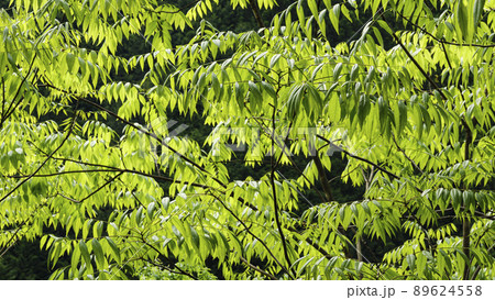 静岡県川根本町の景勝地の寸又峡の初夏 89624558