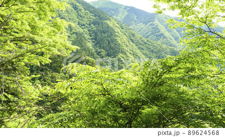 静岡県川根本町の景勝地の寸又峡の初夏 静岡県川根本町の景勝地の寸又峡の初夏 89624568