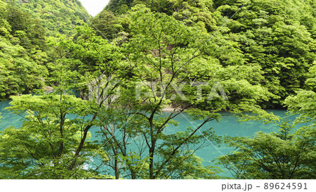 静岡県川根本町の景勝地の寸又峡の初夏 静岡県川根本町の景勝地の寸又峡の初夏 89624591