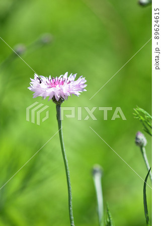 北杜市白州町、淡いピンクのヤグルマギクの花の上で（アリ） 89624615