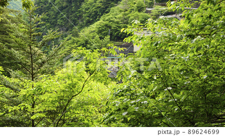 静岡県川根本町の景勝地の寸又峡の初夏 静岡県川根本町の景勝地の寸又峡の初夏 89624699