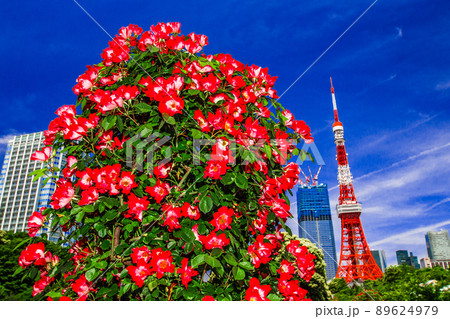 東京タワーと薔薇 東京タワーと薔薇 89624979
