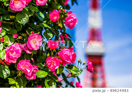 東京タワーと薔薇 89624983