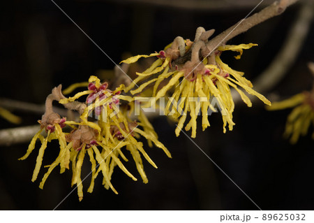 Witch hazel(Hamamelis virginiana) flowering close up Witch hazel(Hamamelis virginiana) flowering close up 89625032