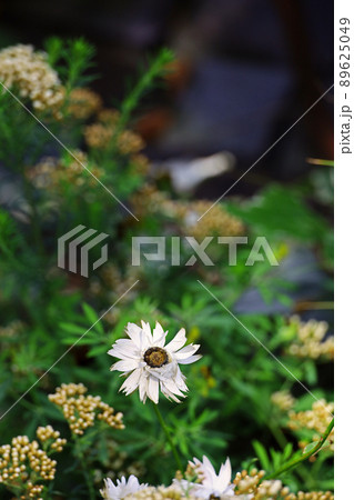 寄せ植えの鉢に咲く一輪のヘリプテラムの花 89625049