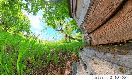 アカシアの森の養蜂場　太陽とミツバチが飛ぶ青空と巣箱　360度パノラマ撮影 89625085