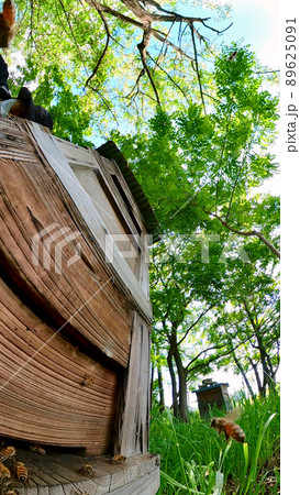 アカシアの森の養蜂場　太陽とミツバチが飛ぶ青空と巣箱　360度パノラマ撮影 89625091