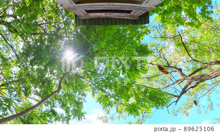 アカシアの森の養蜂場 太陽とミツバチが飛ぶ青空と巣箱 360度パノラマ撮影 アカシアの森の養蜂場 太陽とミツバチが飛ぶ青空と巣箱 360度パノラマ撮影 89625106