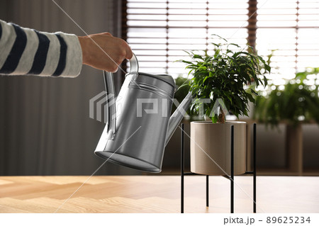 Woman watering Ficus benjamina indoors, closeup. Home plant Woman watering Ficus benjamina indoors, closeup. Home plant 89625234