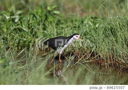 シロハラクイナ 89625507