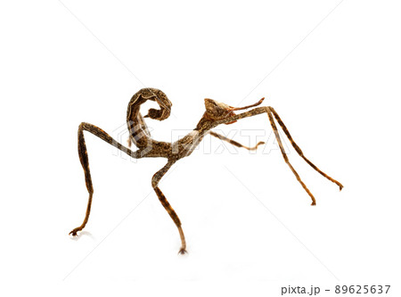 stick insect in studio 89625637
