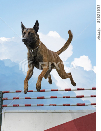 training of belgian shepherd training of belgian shepherd 89625652