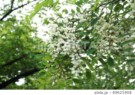 ニセアカシアの花　2022年4月 89625908