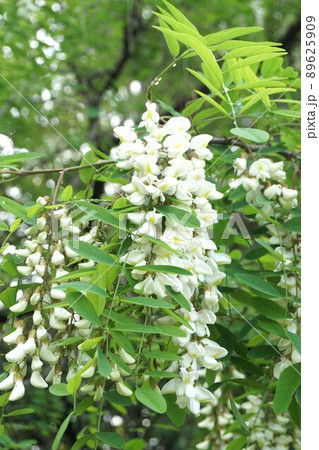 ニセアカシアの花 2022年4月 ニセアカシアの花 2022年4月 89625909