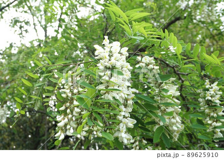 ニセアカシアの花　2022年4月 89625910