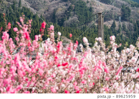 【桃介橋】ミツバツツジと桜と桃介橋 【桃介橋】ミツバツツジと桜と桃介橋 89625959