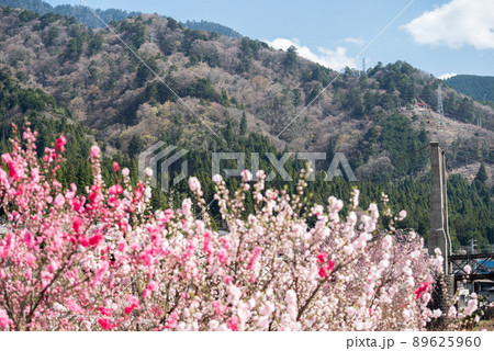 【桃介橋】ミツバツツジと桜と桃介橋 【桃介橋】ミツバツツジと桜と桃介橋 89625960