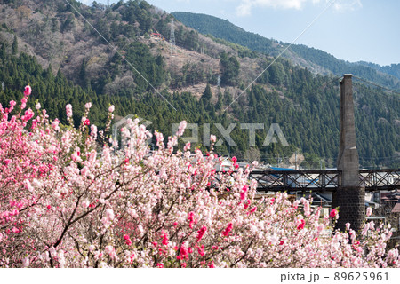 【桃介橋】ミツバツツジと桜と桃介橋 89625961