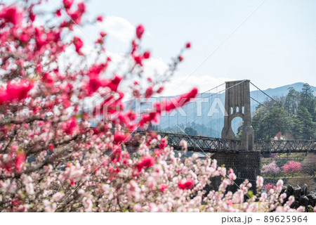 【桃介橋】ミツバツツジと桜と桃介橋 89625964