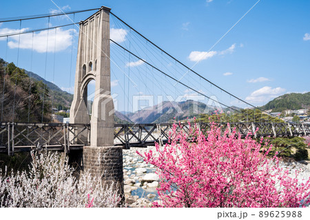 【桃介橋】ミツバツツジと桜と桃介橋 89625988