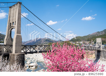 【桃介橋】ミツバツツジと桜と桃介橋 89625990