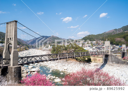 【桃介橋】ミツバツツジと桜と桃介橋 89625992