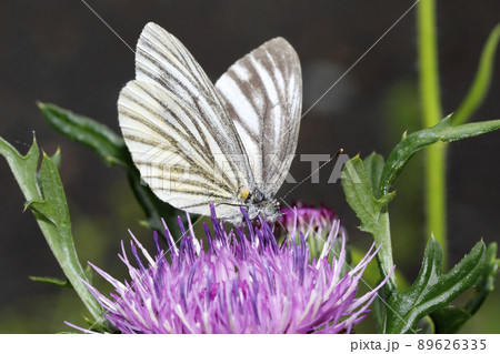 スジグロシロチョウ スジグロシロチョウ 89626335