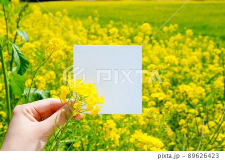 黄色い菜の花畑を背景に手に持った正方形の白紙のモックアップ 黄色い菜の花畑を背景に手に持った正方形の白紙のモックアップ 89626423