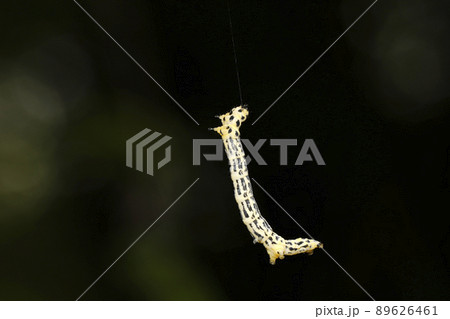トンボエダシャク幼虫 89626461