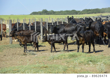 Cows raised with natural grass, Argentine meat production 89626474