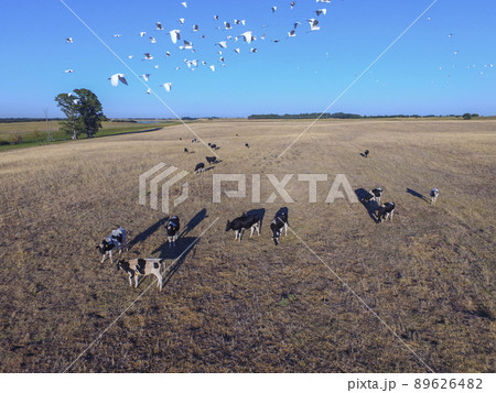 Cows and birds in flight, cattle egret flock, Pampas, Argentina Cows and birds in flight, cattle egret flock, Pampas, Argentina 89626482