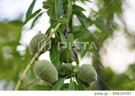 Almonds. Almond trees with green almonds hanging on the tree branches in the parks of Madrid, in Spain. Europe. Horizontal photography. 89626487