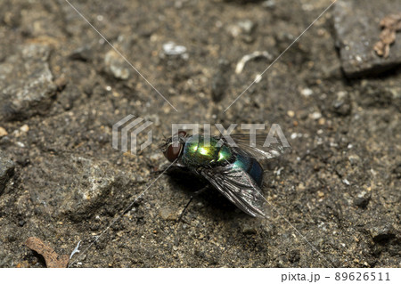 キンバエ 89626511