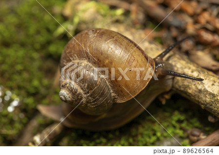ヤマタニシ 目 ヤマタニシ 目 89626564
