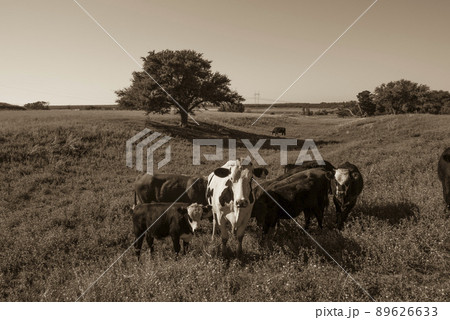 Cows raised with natural grass, Argentine meat production 89626633