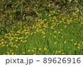 黄色い小さな花の群生 89626916