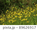 黄色い小さな花の群生 89626917