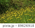 黄色い小さな花の群生 89626918