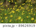 黄色い小さな花の群生 89626919