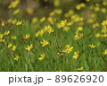 黄色い小さな花の群生 89626920