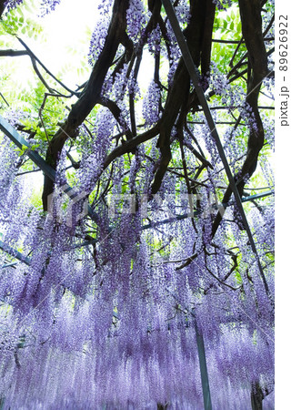 霧島市和気神社の藤の花 霧島市和気神社の藤の花 89626922