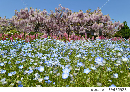 せらふじ園 89626923