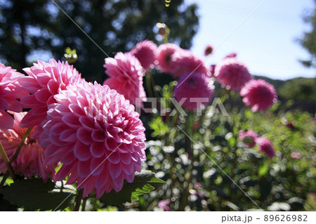 高原の花畑に咲く秋の花ダリア 高原の花畑に咲く秋の花ダリア 89626982