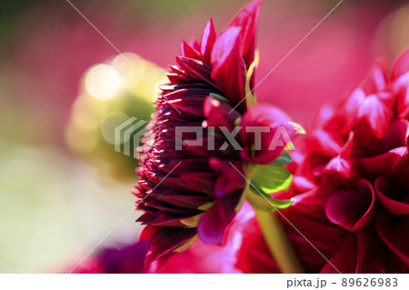 高原の花畑に咲く秋の花ダリア 高原の花畑に咲く秋の花ダリア 89626983