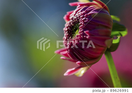 高原の花畑に咲く秋の花ダリア 高原の花畑に咲く秋の花ダリア 89626991