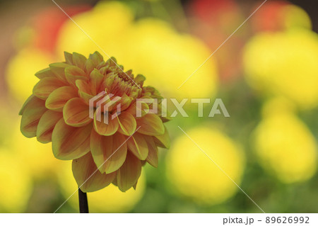 高原の花畑に咲く秋の花ダリア 89626992